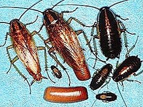 Iki macem-macem jinis cockroaches: domestik, tropis, alas lan malah mabur. Foto lan deskripsi kabeh jinis