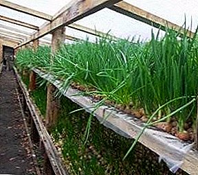 Technology of growing onions on the feather in the greenhouse: o le a le tele o lona tuputupu ae ma pe faʻapefea ona totogo le siʻi i luga o le mutia i le taumalulu?