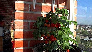 In technology de colendis tomatoes in windowsill. Instructiones ex AZ
