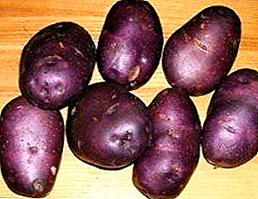 Зебоии Dark-fruited аз Украина меояд - тавсифи намуди картошка "Darkie"