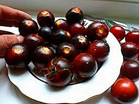 Cherry Tomato Black edo Black Cherry: barietatearen deskribapena gustu gozo bereziarekin