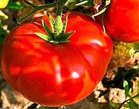 Tomat kanggo wong sing seneng gedhe - deskripsi macem-macem tomat "Bear Paw"