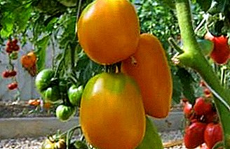 Tomato "Golden Koenigsberg Golden": disgrifiad, manteision, atal clefydau