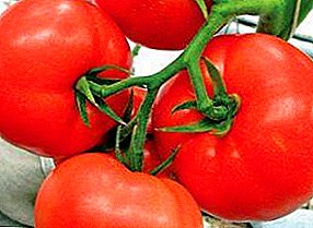 Eng Tomaten déi nie mobil verléieren loossen: Beschreiwung an Foto vun enger mëttlerer frëscher Varietéit