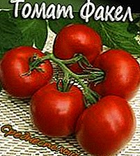 Tomato, origine de Moldavio - priskribo kaj karakterizaĵoj de tomata torĉvario