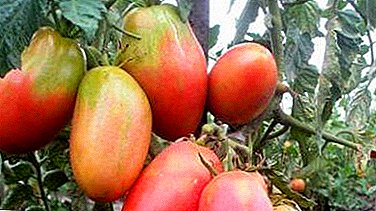 Tomato kun bela nomo "Danco": foto kaj priskribo de la vario