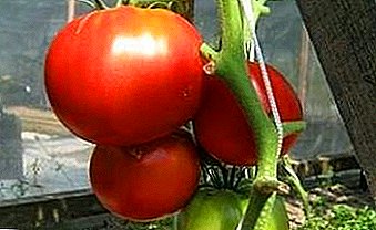 Romantik adı olan "Erkən Sevgi" ilə pomidorlar: müxtəliflik, xüsusiyyətlər, şəkillər təsviri