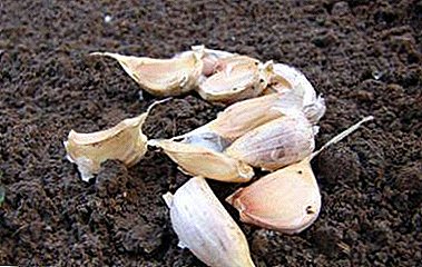 Suptilnosti zasađivanja karanfilića češnjaka proljeće u otvorenom tlu