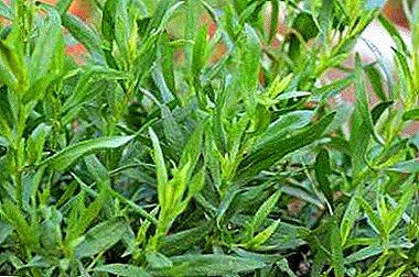 Cum a unique saporem et odorem herba - tarragon: application in medicina, victu et coctione