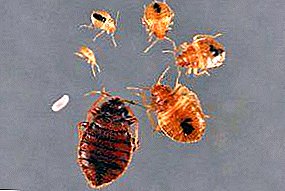 Три фази на развој на крволокалки: јајца, ларви од лисици, возрасни инсекти. Како овие паразити се размножуваат и развиваат?