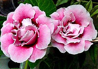 Tropical Beauty Gloxinia Pink: fotos, tipos e características do coidado