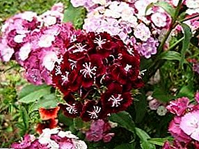 Turkish carnation: pagpaparami, paglilinang at pangangalaga
