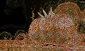 നിങ്ങളുടെ സൈറ്റിലെ ഡാർക്ക് നൈറ്റ് - അസാധാരണമായ ഒരു തക്കാളിയുടെ വിശദമായ വിവരണം "മിക്കാഡോ ചെർണി"