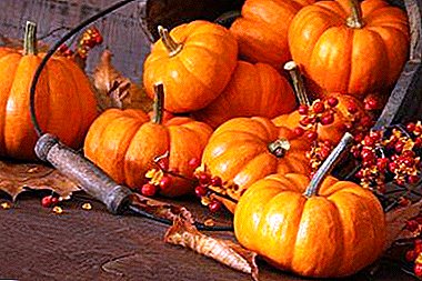 Ntxuav pumpkins ua ntej Autumn frosts: thaum twg mus sau thiab yuav ua li cas npaj kev khaws cia rau lub caij ntuj no?