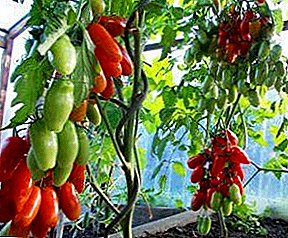 Mirinda tomato nekutima - "Auria": priskribo de la vario kaj foto