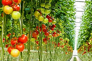 حیرت انگیز بڑھتی ہوئی پودوں کے اوپر نیچے. ٹماٹروں کو کیسے پودے لگے؟