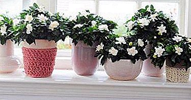 Fertilizantes e solo para o crecemento sa de gardenia: opcións caseiras e adquiridas