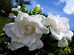 Ukunakekela ukufuna imbali ye-gardenia