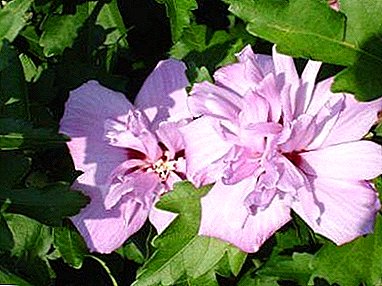 Addurno unrhyw welyau blodau - hibiscus Ardens. Cyngor ymarferol ar dyfu a gofalu am lwyni