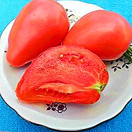 Bog 'va stol bezatish - Pushti Stella pomidor navi: ta'rifi, xususiyatlari, meva-pomidor fotosurati