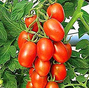 A decoración do seu xardín - unha variedade de tomate "Marusya": medramos e coidamos