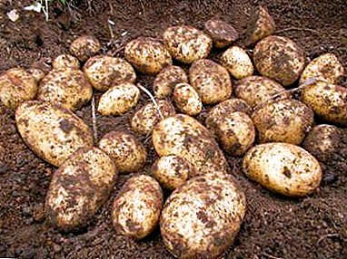 Ultato Early Table Potato "Milena": whakaahuatanga maha, ahua, whakaahua