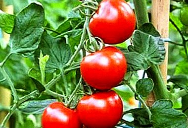 Ultra-awal tomat campuran "Leopold": ciri lan kaluwihan macem-macem
