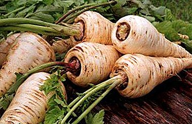 លក្ខណៈសម្បត្តិដែលមានអត្ថប្រយោជន៍តែមួយគត់នៃការ parsnip និងការប្រើប្រាស់ "carrots ពណ៌ស" នៅក្នុងវេជ្ជសាស្ត្រ folk និងផ្លូវការ