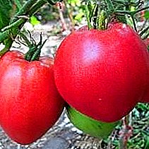 Уникатен ладно-отпорен разновиден доматен гигант "Тешка категорија Сибир", неговиот опис и карактеристики