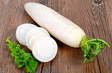 Jedinstveno povrće - daikon radish! Korisna svojstva, kontraindikacije i dokazani recepti za ljudsko zdravlje