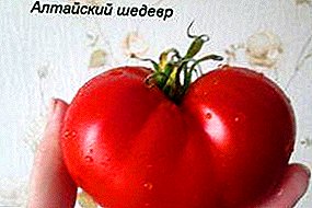 Tomate único para condicións severas: obra mestra de Altai