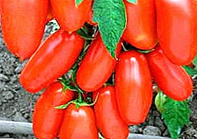 Universal nga kamatis alang sa tanang rehiyon sa Russia - Banana Red tomato: lainlaing paghulagway ug litrato