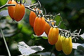 Macem-macem macem tomat lan tomat "Cherry Lisa": macem-macem ciri lan tips ing akeh