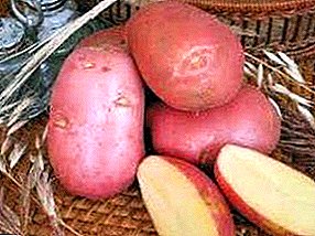 Universal potato "Hostess": deskripsi macem-macem, foto, ciri