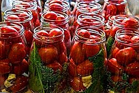 Univerzalna rano zrela sorta paradajza pod nazivom “Čudo lenja”, opis i karakteristike nepretencioznog paradajza