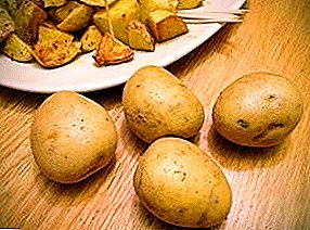 Universal potato variety Gala: panen, kesederhanaan, panyimpenan panjang