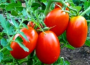 Universae varietates tomatoes: "sal-membrana dignitatis signum" - res cuiusque propriae, descriptio, cura suasiones