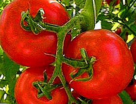 Универзален домат "Црвена стрела" - опис на сортата, приносот, одгледување, слика