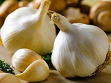Garlic in HB: Buntáistí agus Coinníollacha