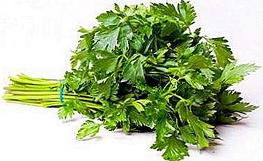 Panganggo parsley: kalori, komposisi kimia lan sifat tanduran