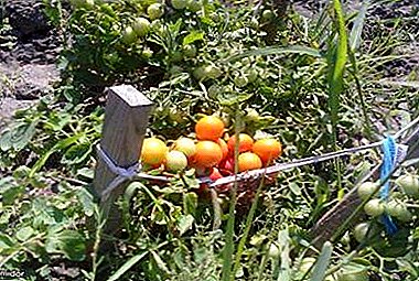 Cynaeafwch domatos blasus heb drafferth fawr - tomato Kalinka Malinka: disgrifiad o'r amrywiaeth, ei fanteision a'i anfanteision