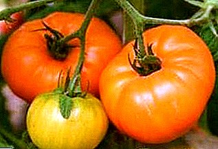 Kaéndahan buah pikeun tiap rasa - tomat Altai beureum, pink, oranyeu