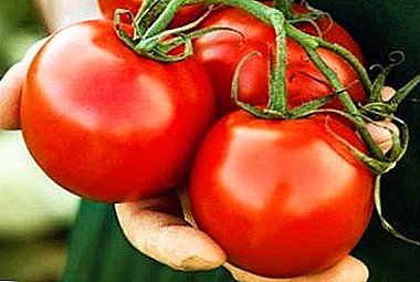 Ausgab Hybrid kënnt aus Holland - Beschreiwung vun der Hybridvielfalt vun der Tomate "Marfa"