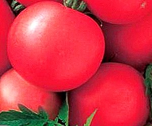 Te tuku i te pëpi me te kounga pai - momo momo tomato "Titan Pink": te whakaahuatanga me nga tohu matua