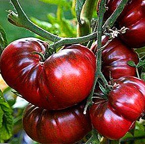 Éxito no mercado internacional de tomates - a variedade de tomate "Black Crimea": descrición e características principais