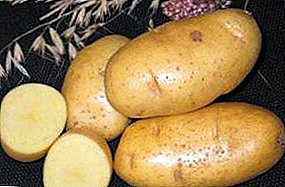 Ang matagumpay na patatas "Kubanka" mahusay na lasa: paglalarawan ng iba't, mga katangian, mga larawan