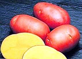 Тұрақты және жоғары өнімді «кардинал» картоп: әртүрлілік, суреттер, сипаттамалар