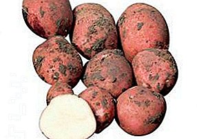 Tahan ka kumbang kentang Colorado "Ramona" Kentang: pedaran jinis, poto sareng fitur sejenna
