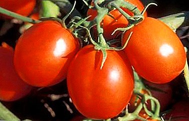 Ang tomato-resistant nga tomato nga "Siberian nga milagro": paghubit sa klase, pagpananom, litrato