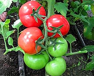Resistente á calor e ao frío, tomate de "recheo branco": descrición e características da variedade, especialmente o cultivo de tomates